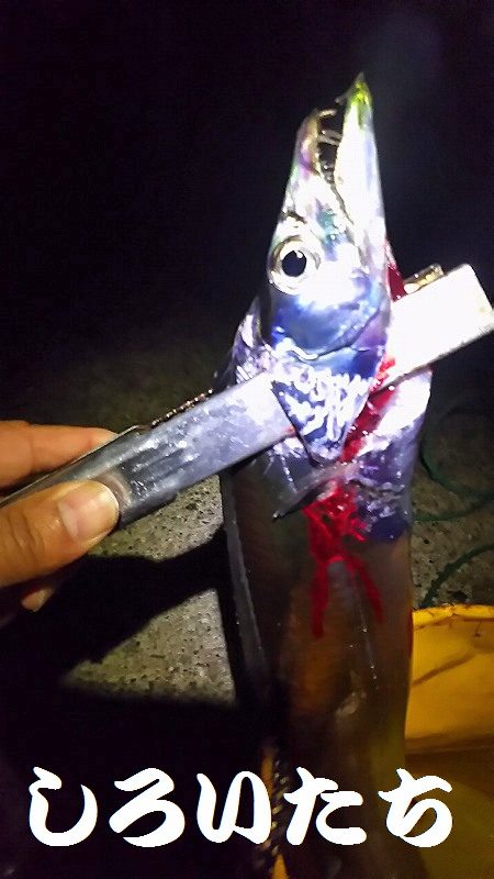 今週も２２時からでタチウオ１４匹でした。