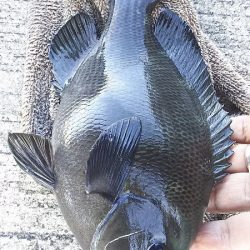 今日も、チヌの顔を見れました。風強かったけど