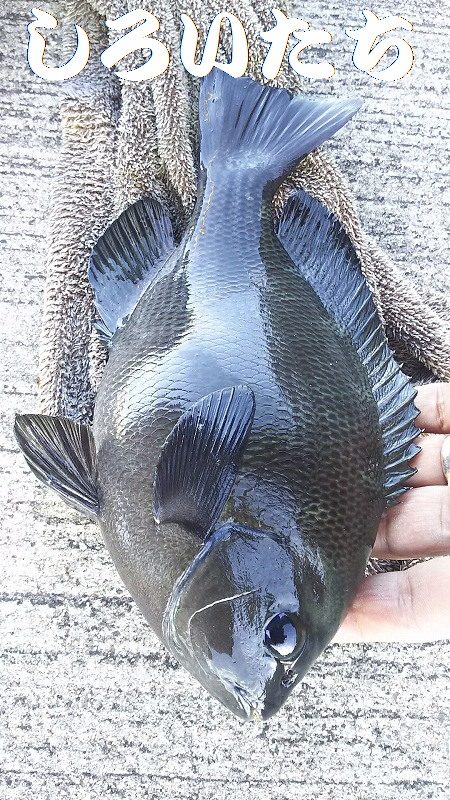 今日も、チヌの顔を見れました。風強かったけど