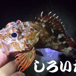 タチウオいない？アジ釣りに変更。