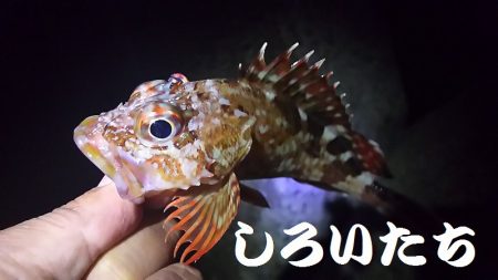 タチウオいない？アジ釣りに変更。