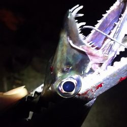 妻と久しぶりのタチウオ釣り、今年はデカイの多い。