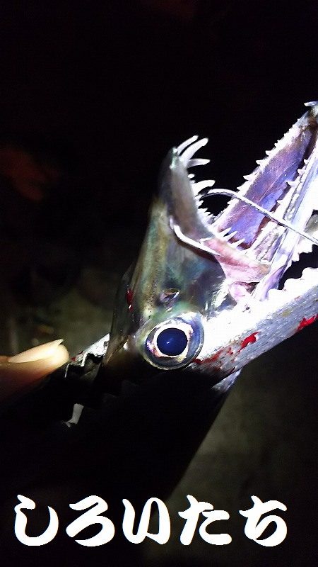 妻と久しぶりのタチウオ釣り、今年はデカイの多い。