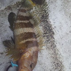 ライトジギングで初釣果