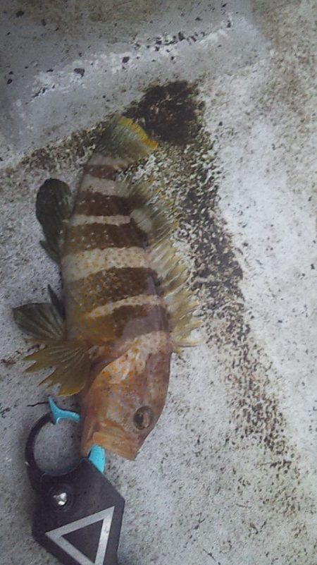 ライトジギングで初釣果