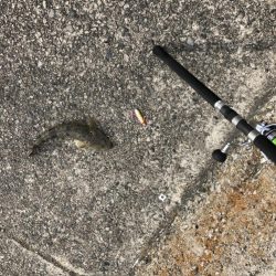 ショアジギング