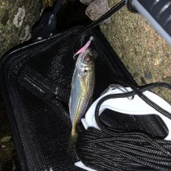 姫路港アジング釣果