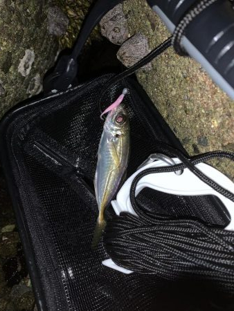 姫路港アジング釣果