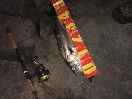 円山川シーバス