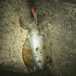 ウミガメだらけ!