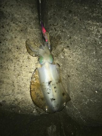 ウミガメだらけ!