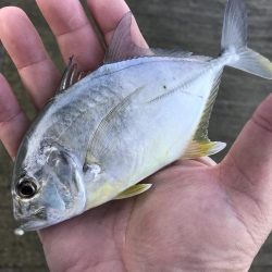 帰ってきたメッキ