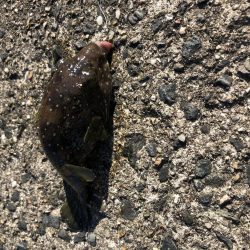 のんびりサビキ釣り