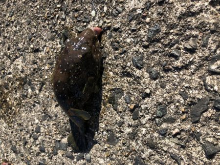 のんびりサビキ釣り