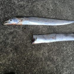 太刀魚連勝継続中