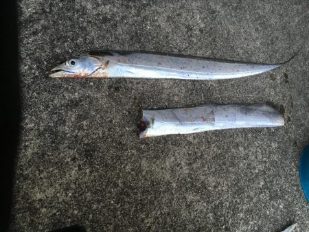 太刀魚連勝継続中