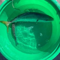 イカダのダンゴ釣り