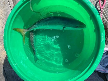 イカダのダンゴ釣り