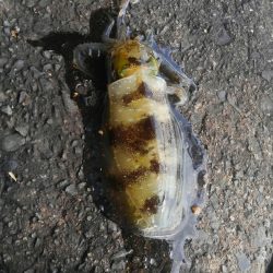 イカはどこに？