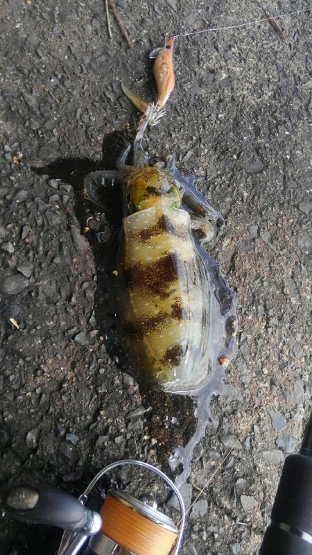 イカはどこに？