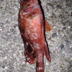 ロックフィッシュ