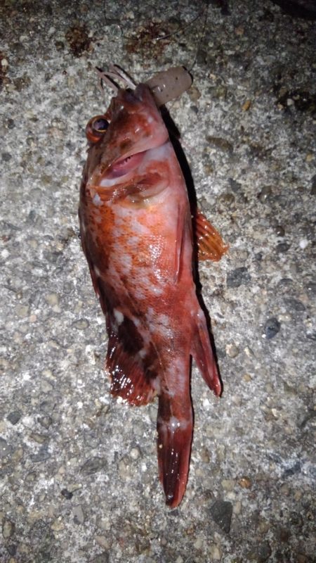 ロックフィッシュ