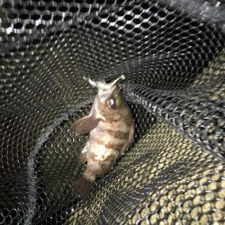 厳しいですね〜