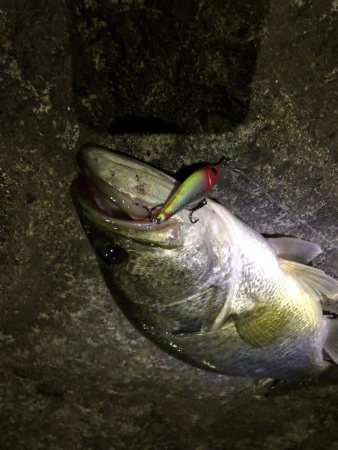 久々の良型バス