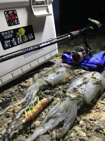 しぶとくナイトエギング