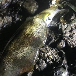 ナイトエギング