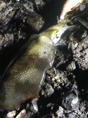 ナイトエギング