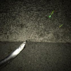 今日も寒かったです