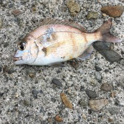 ライトゲームでタコ