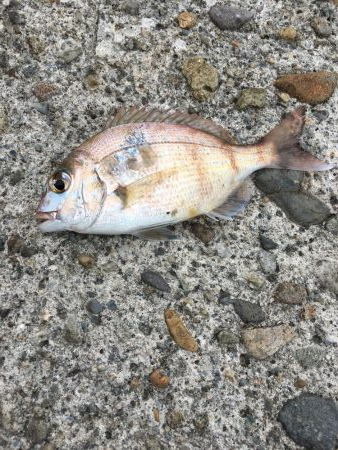 ライトゲームでタコ