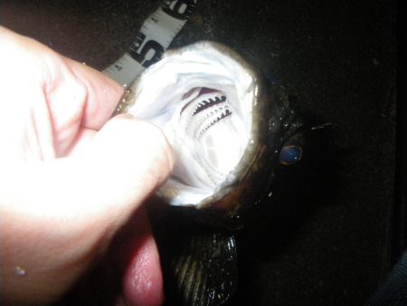 マイベスト更新