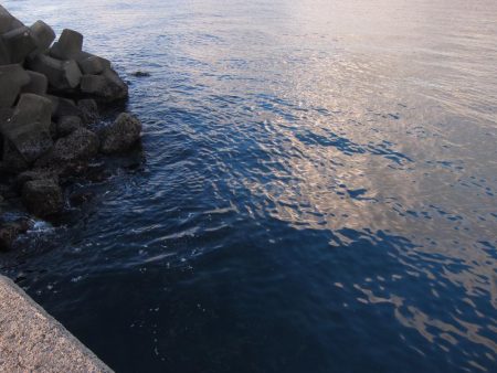 久しぶりの釣果