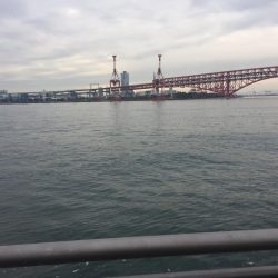 ハマチにタチウオ