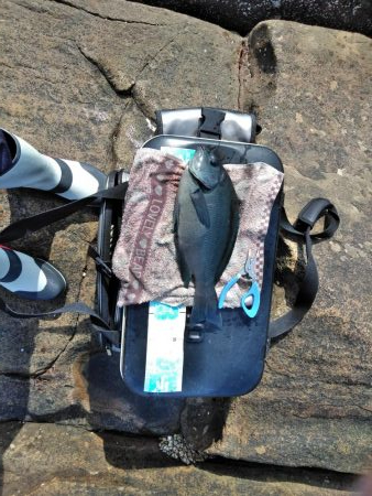 フカセが一番・・面白いです・・