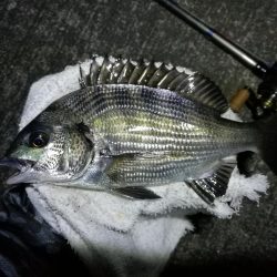 南港へち釣行 （11/1 11月入り南港ヘチ釣り キビレチヌ40cm、真チヌ 釣果有り）