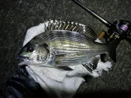 南港へち釣行 （11/1 11月入り南港ヘチ釣り キビレチヌ40cm、真チヌ 釣果有り）