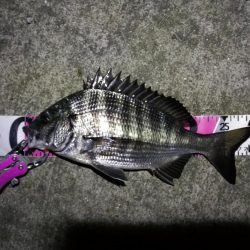 南港へち釣行 （11/2 まーまー好釣果の南港ヘチ釣り キビレチヌ38cm、真チヌ 他 釣果有り）