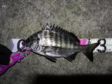 南港へち釣行 （11/2 まーまー好釣果の南港ヘチ釣り キビレチヌ38cm、真チヌ 他 釣果有り）