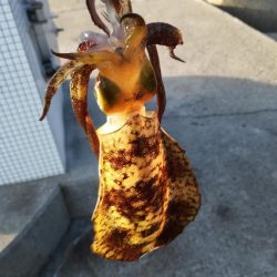 アオリイカ探して