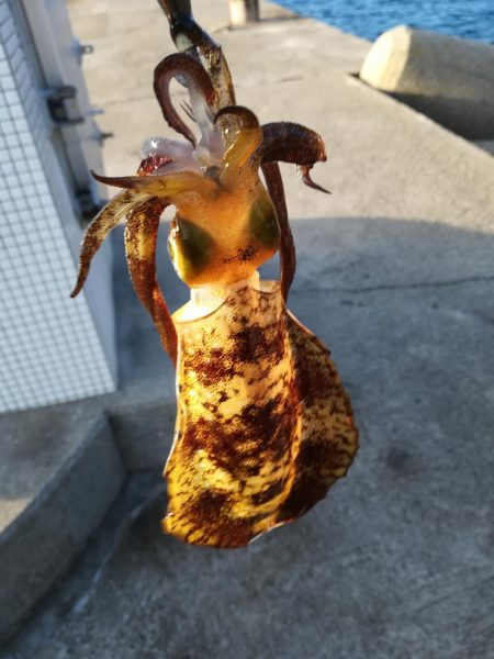 アオリイカ探して