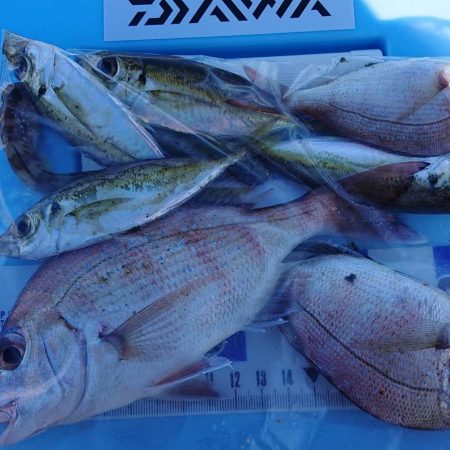 久しぶりの淡路島釣行