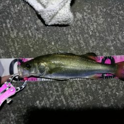 南港へち釣行 （11/3 良い感じに好釣果の南港ヘチ釣り 真チヌ46cm、キビレ、シーバス 他 釣果有り）