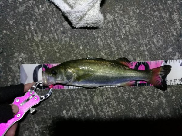 南港へち釣行 （11/3 良い感じに好釣果…