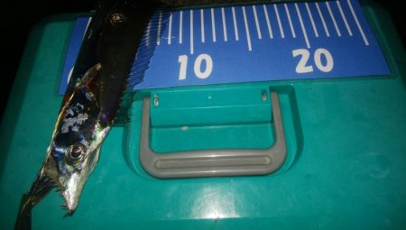 ワインドとアジング