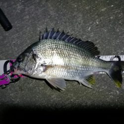 南港へち釣行 (11/4 南港ヘチ釣り キビレチヌ37cm,35cm、シーバス 他 釣果有り)