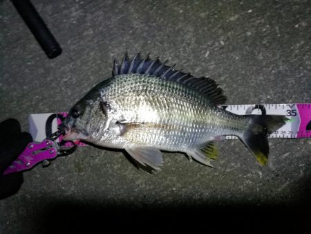 南港へち釣行 (11/4 南港ヘチ釣り キビレチヌ37cm,35cm、シーバス 他 釣果有り)